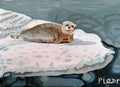 Foca Sobre Hielo