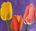 Lindos Tulipanes